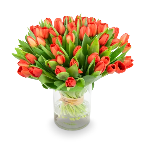 Bouquet of red tulips